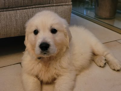 White Golden Retrievers Puppies in Longford