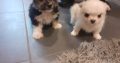 Beautiful puppies for sale Westie x poodle