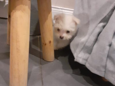 Westie x Poodle Puppies for Sale in Tipperary
