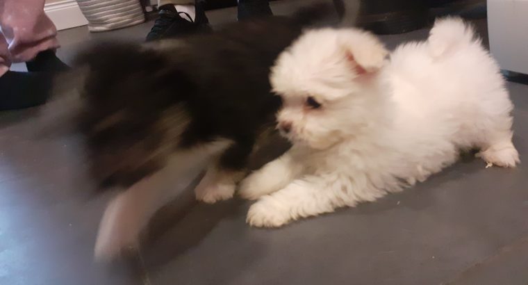 Beautiful puppies for sale Westie x poodle