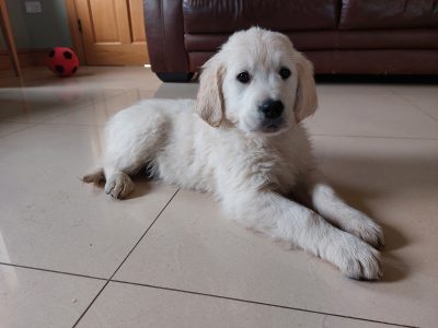 Golden Retriever Puppies in Killarney