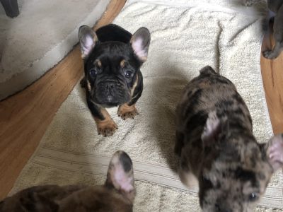 French Bulldog Puppies for Sale in Mullinavat