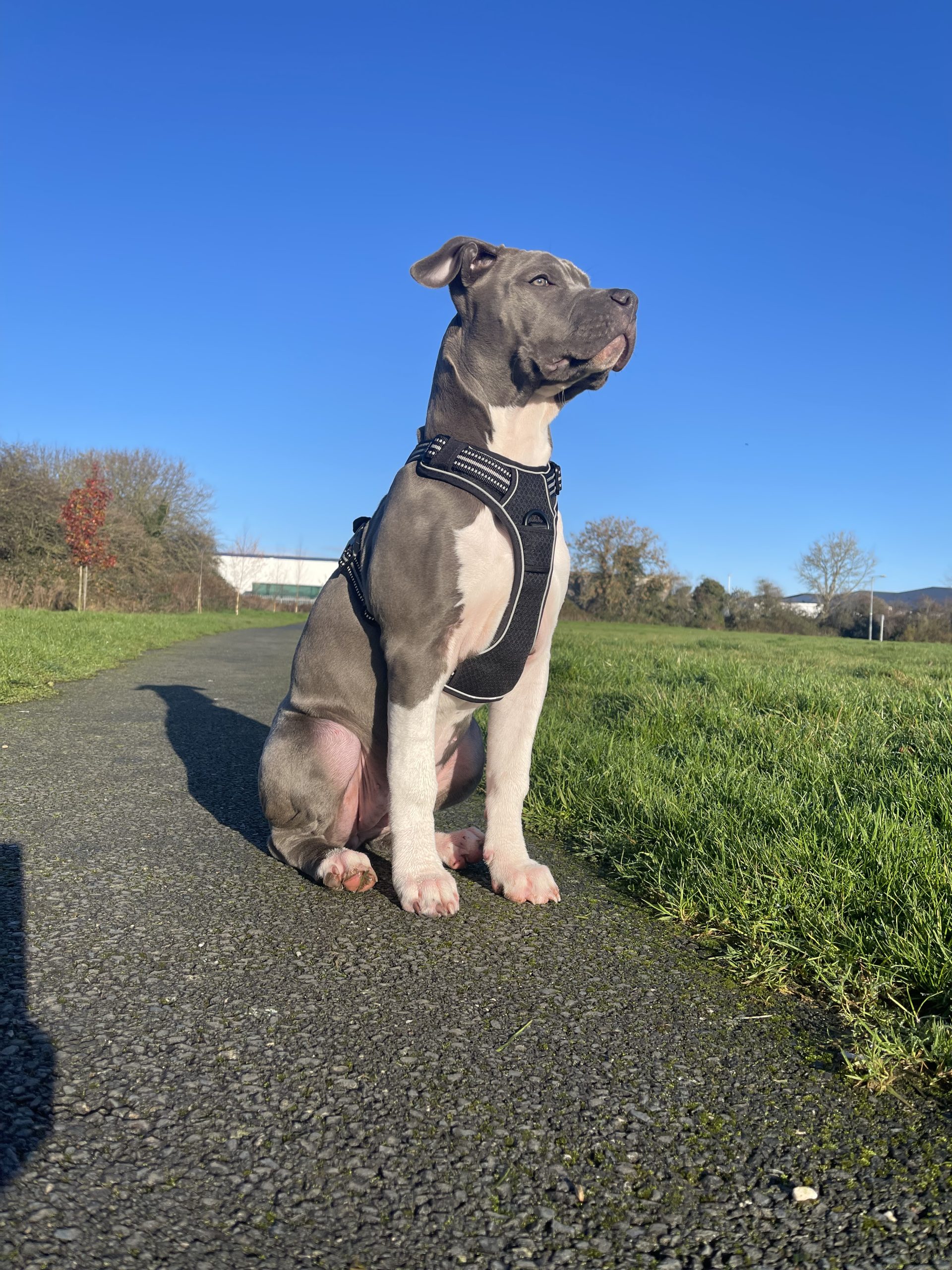 american-bully-3-month-puppy-dogs-for-sale-ireland