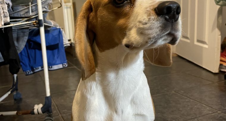 Female beagle for sale