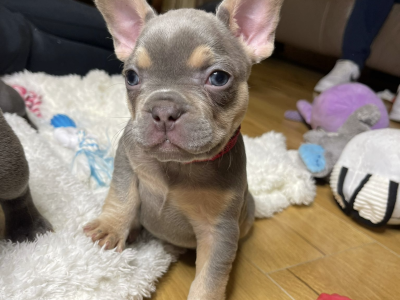 Lilac French Bulldog Puppies in Carlow