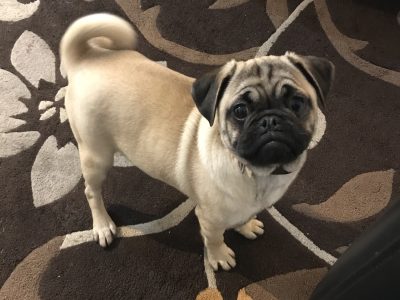 Fawn Pug Puppy for Sale in Westport