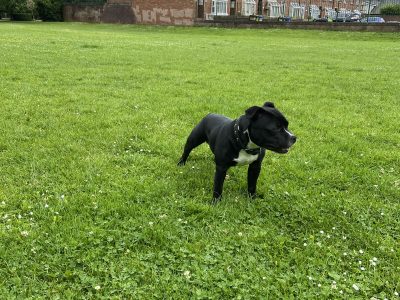 Staffordshire Bull Terrier in Limerick – IKC Registered
