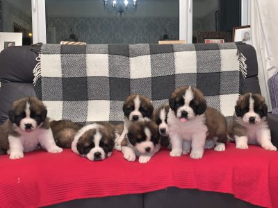 St Bernard Puppies in Newcastlewest – IKC Registered