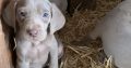 Weimaraner puppies