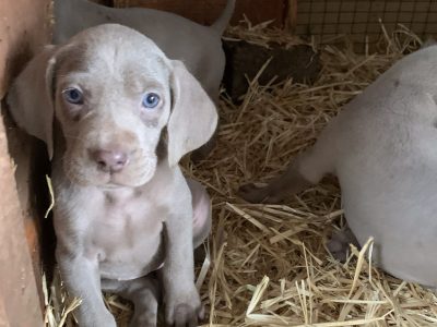 Weimaraner Puppies in Mullingar – IKC Registered