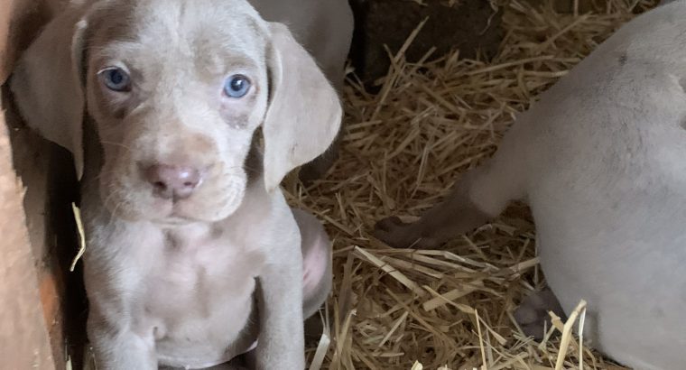 Weimaraner puppies