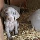 Weimaraner puppies