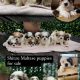 Shih Tzu/ Maltese puppies