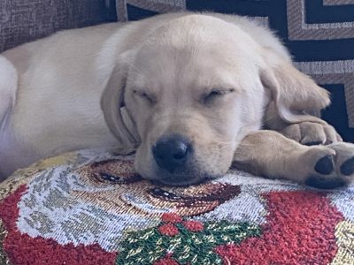 Labrador Puppies for Sale in Carlow – Vaccinated