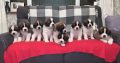 St Bernard puppies for sale IKC registered