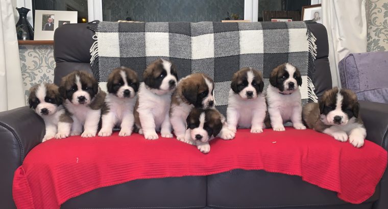 St Bernard puppies for sale IKC registered
