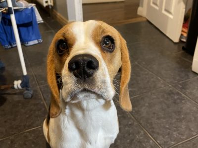 Playful Beagle Puppy for Sale in Donegal