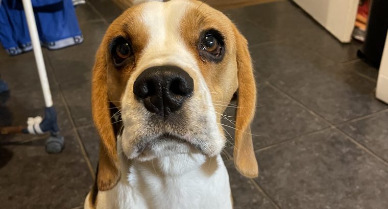 Female beagle for sale