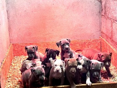 American Bully Pups for sale in Graiguerush