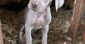 Weimaraner puppies