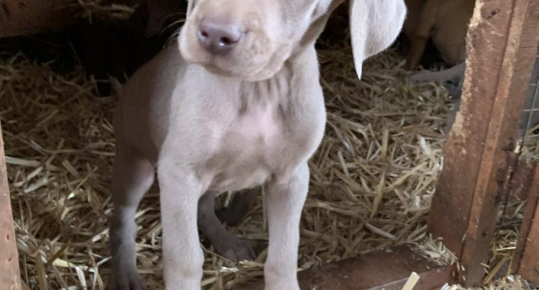 Weimaraner puppies