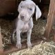 Weimaraner puppies