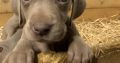 Weimaraner puppies