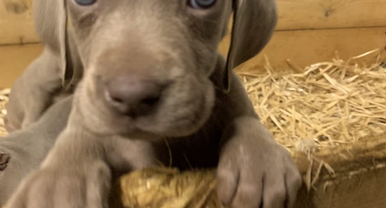 Weimaraner puppies