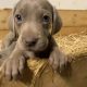 Weimaraner puppies