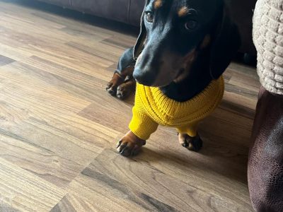 Gentle Dachshund in Monaghan – Great Companion
