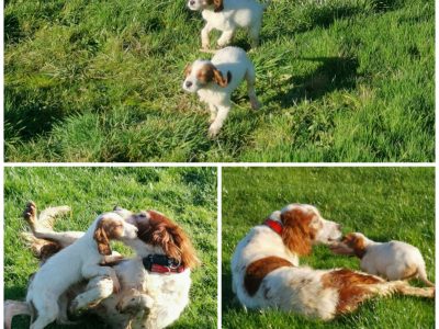 Irish Red & White Setter Puppies in Roscommon