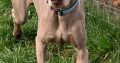 Weimaraner puppies