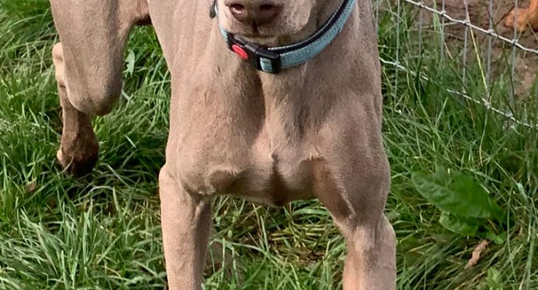 Weimaraner puppies