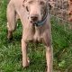 Weimaraner puppies