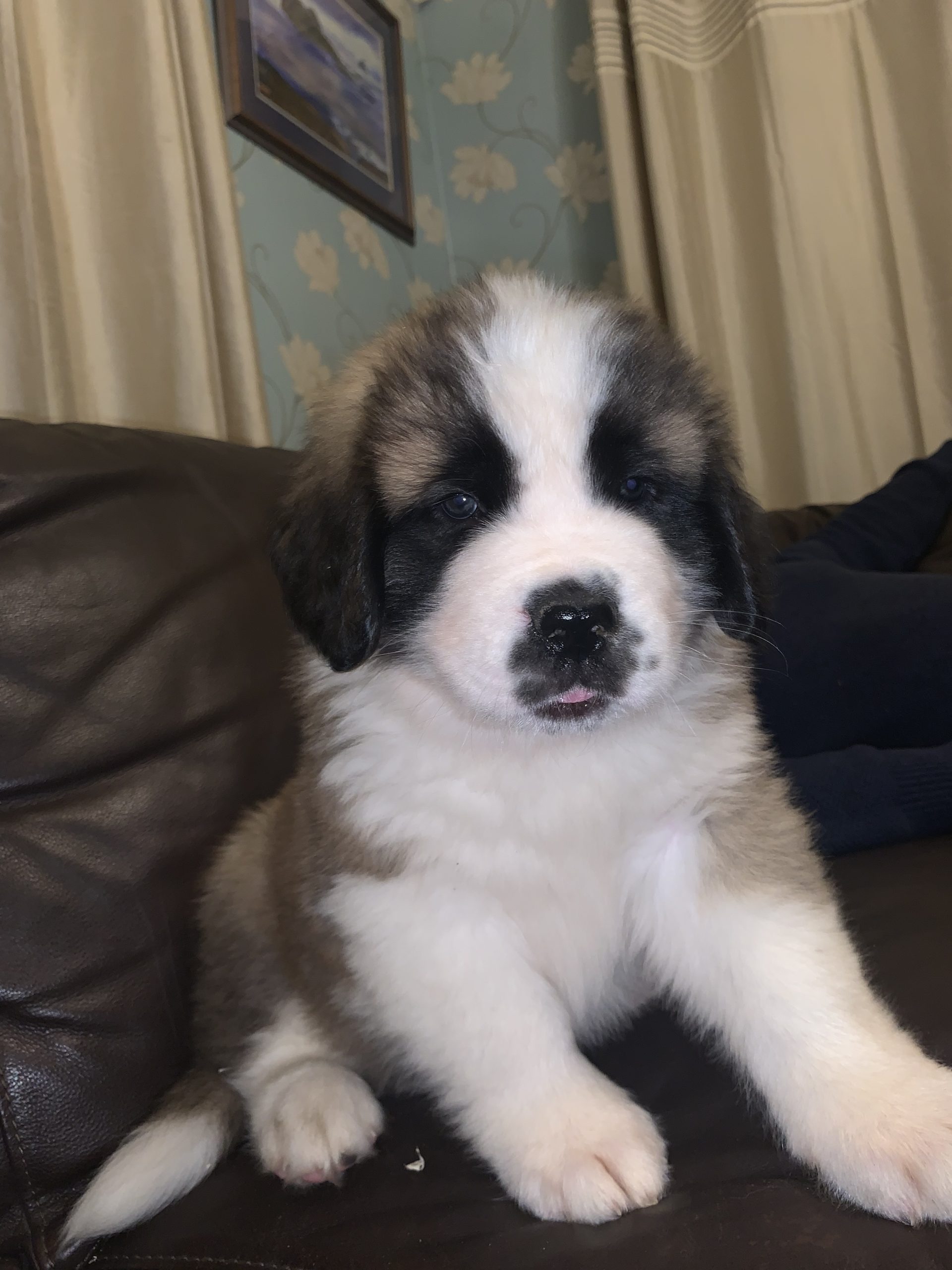 St Bernard puppies for sale IKC registered - Dogs For Sale Ireland