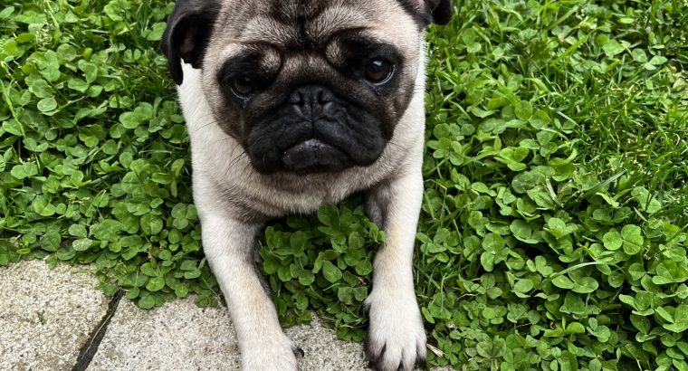 Pug Female