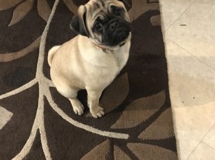 Pug Pup For Sale