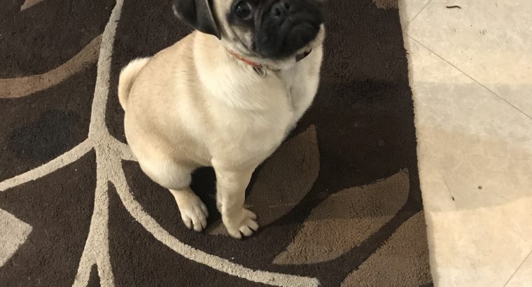 Pug Pup For Sale