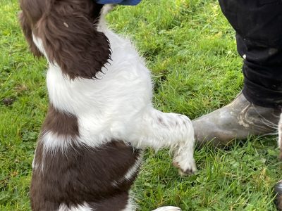 Springer Spaniels for Sale in Longford – 3 Boys