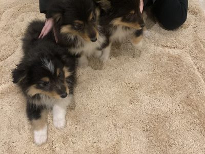Shetland Sheepdogs for Sale in Bluebell