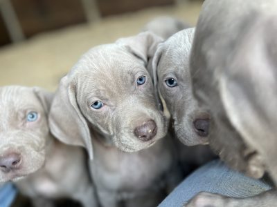 Weimaraner Puppies for Sale in Kilkenny