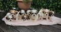 Shih Tzu/ Maltese puppies