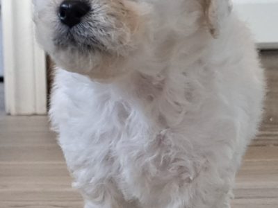 Cavachon Puppies for Sale in Mayo