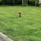 Golden Cocker spaniel