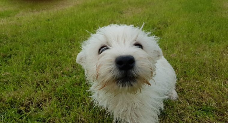 West Highland Pup for Sale