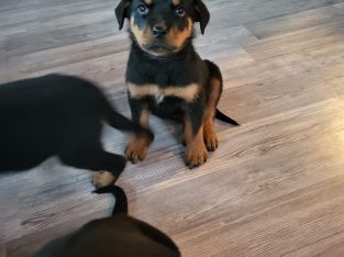 Beautiful house trained female pup left