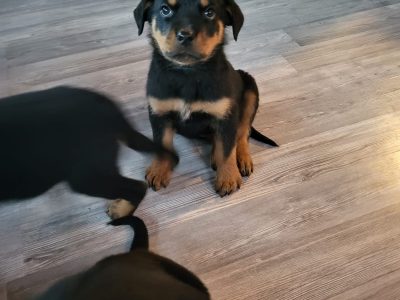 Rottweiler Puppies for Sale in Claremorris