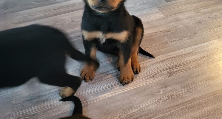 Beautiful house trained female pup left
