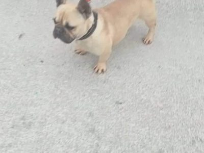 Fawn French Bulldog for sale in V42
