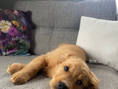 Cocker Spaniel X Puppies in Newcastle West